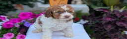 Maltipoo dogs for sale: Kip - Ad 11