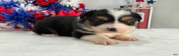 Toy Australian Shepherd dogs for sale: Caroline Female 2 - Ad 2