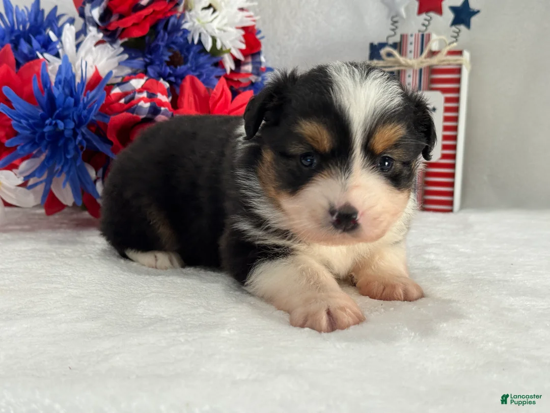 Toy Australian Shepherd dogs for sale: Caroline Female 2 - Ad 2