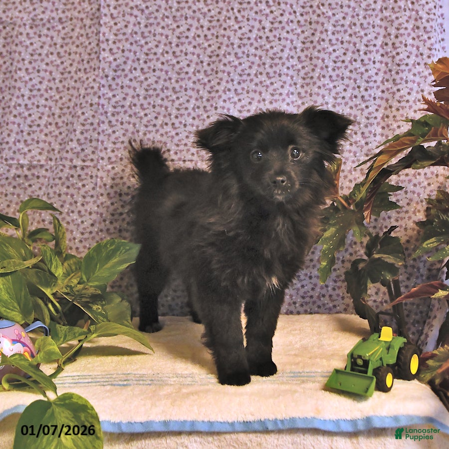 Mixed Breed dogs Daisy - Ad 3