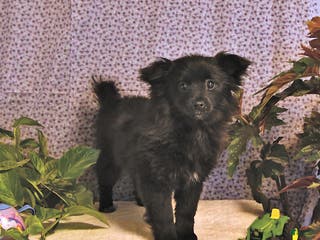 Mixed Breed dogs Daisy - Ad 1