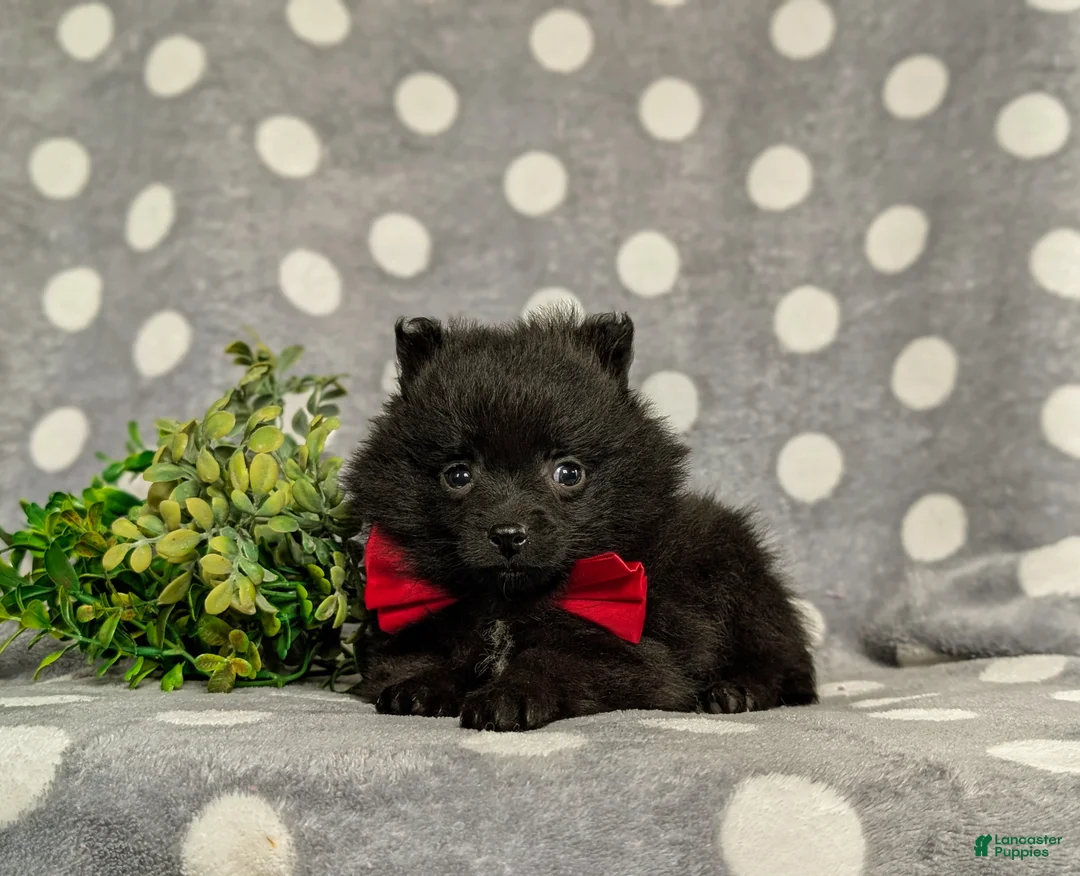 Pomeranian dogs for sale: Malloy 9 lbs Full Grown - Ad 6