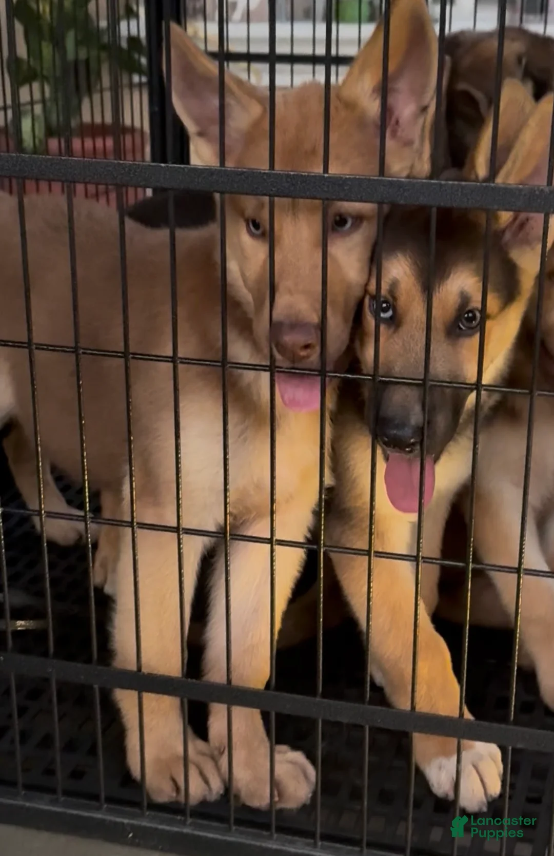 Gerberian Shepsky dogs for sale: Luna  - Ad 2
