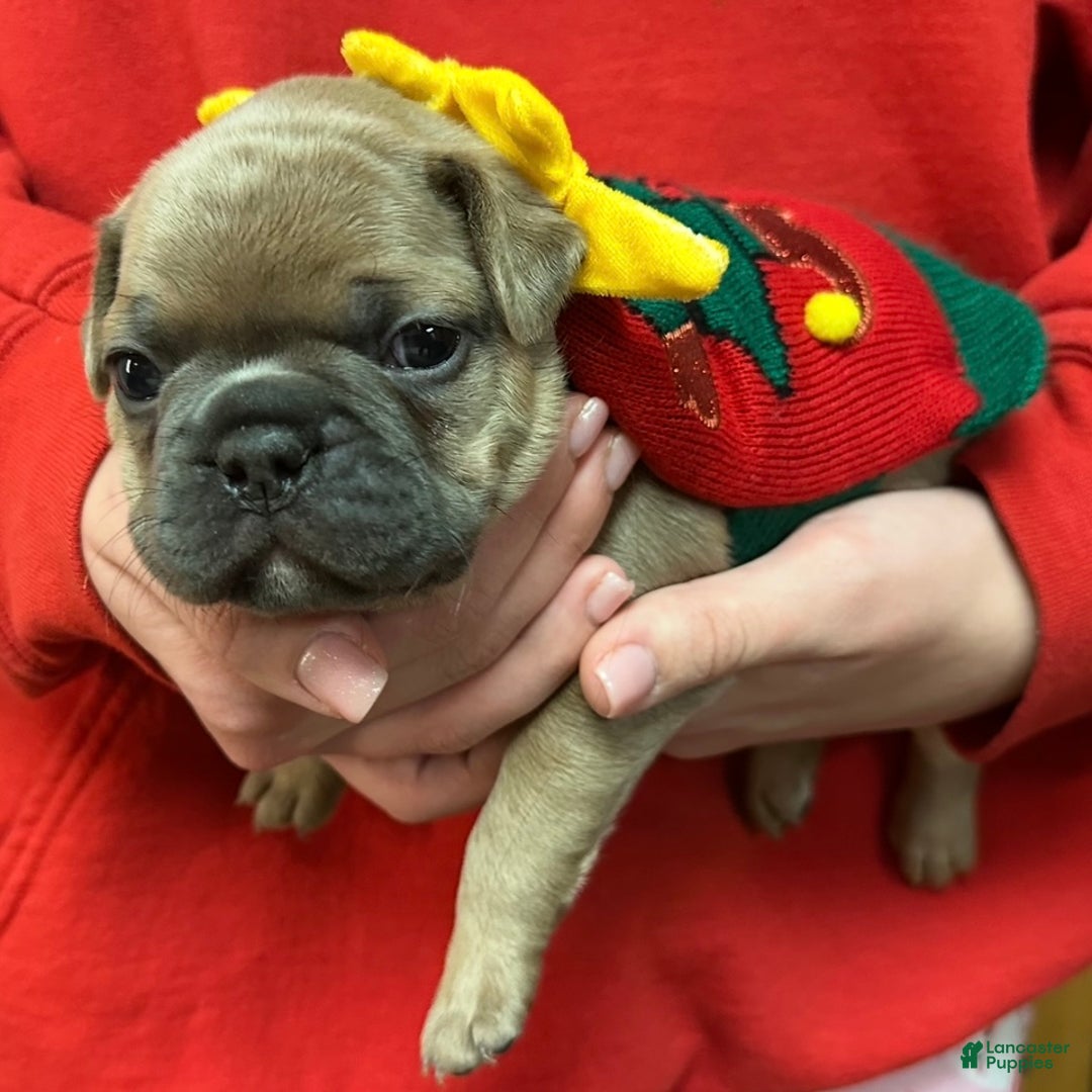 French Bulldog dogs for sale: Walter - Ad 5