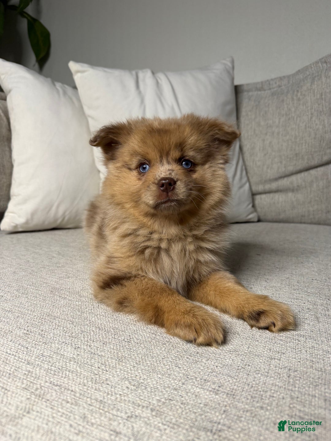 Pomsky dogs for sale: Remi - Ad 10