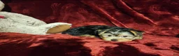 Yorkshire Terrier dogs for sale: *KODY* - Ad 3