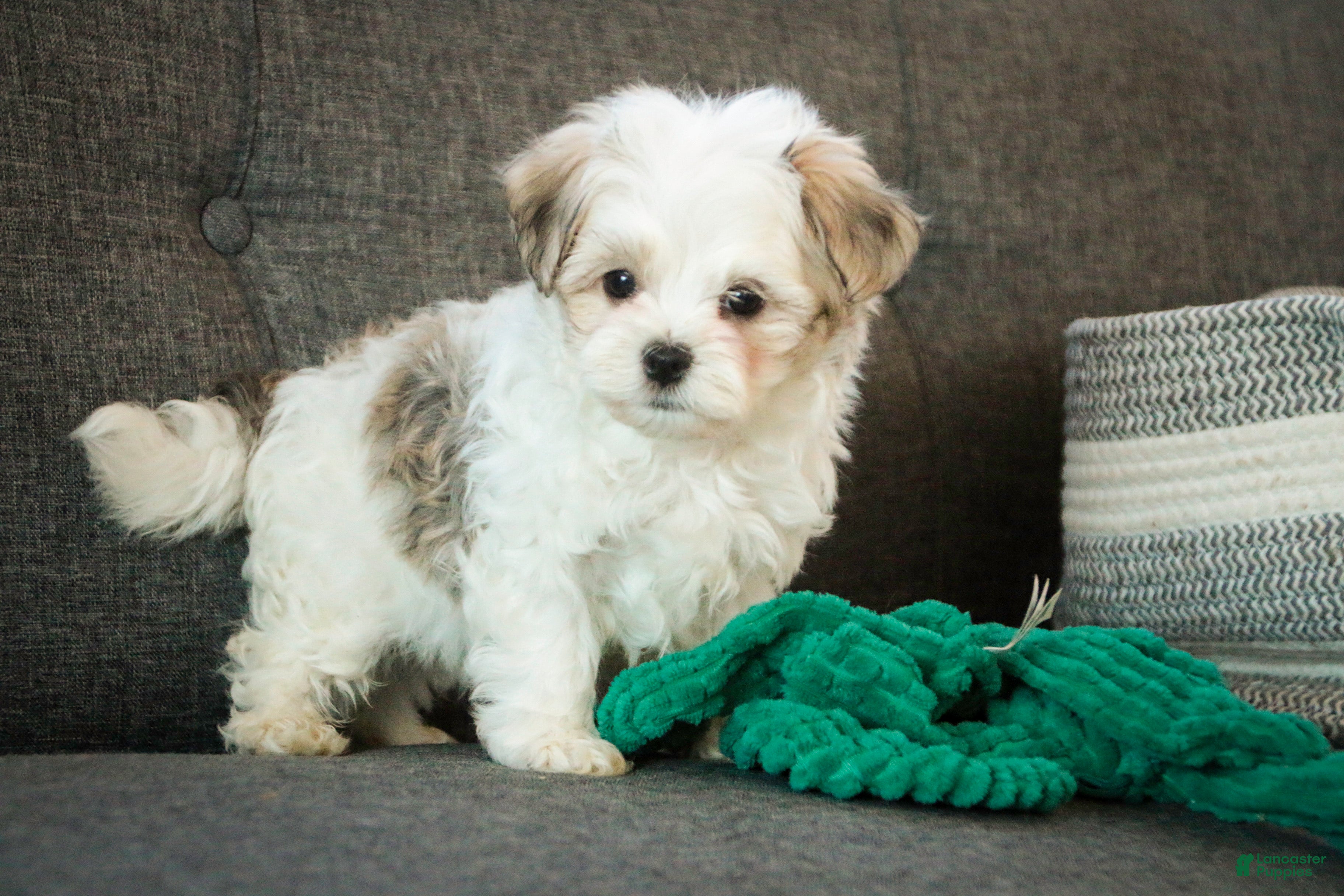 Havanese dogs Luca - Ad 2