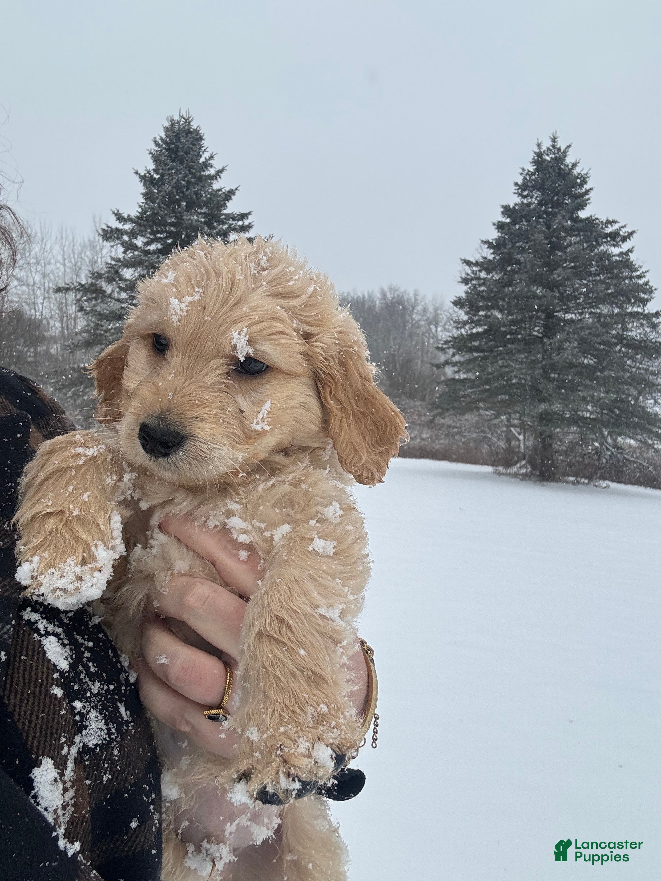 Goldendoodle dogs Sorrel - Ad 22