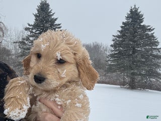 Goldendoodle dogs Sorrel - Ad 35