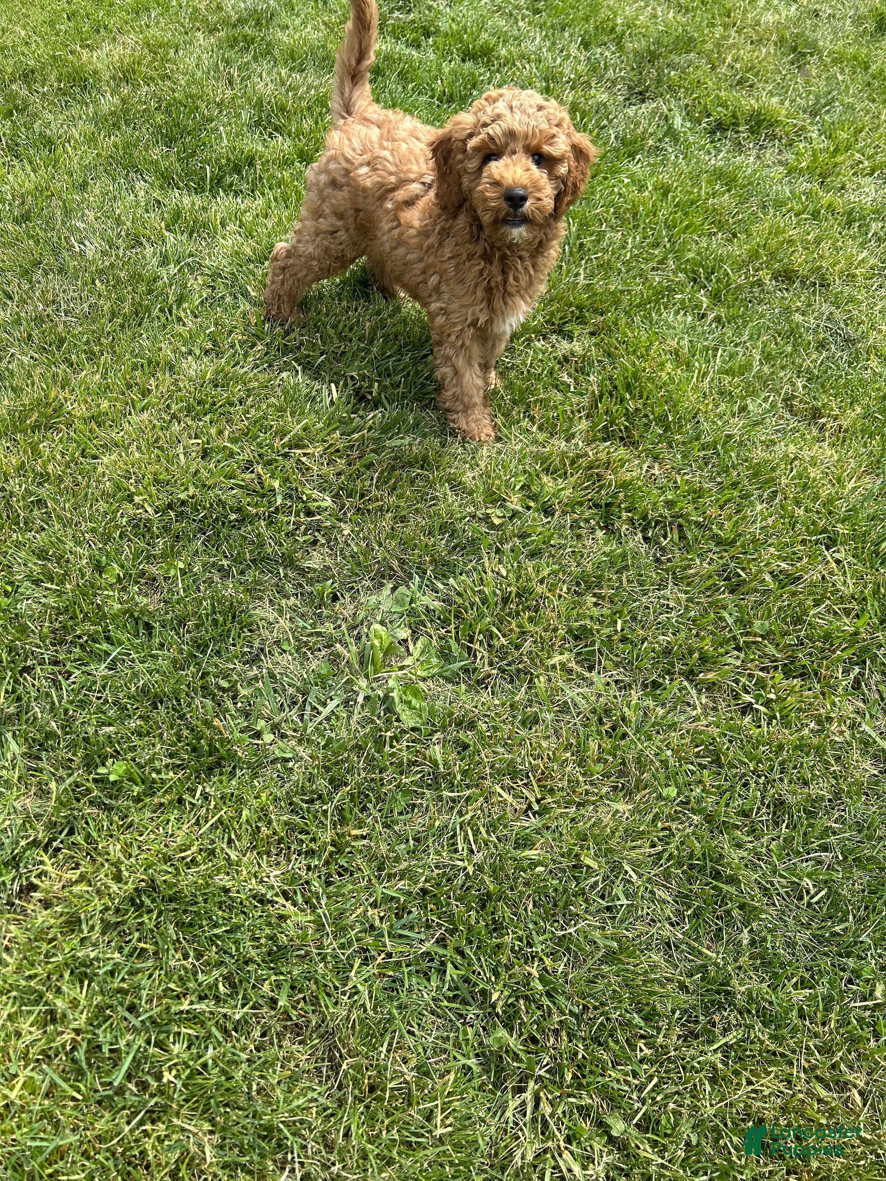 Mini Goldendoodle dogs for sale: Petite Valentino Mini Goldendoodle  - Ad 1