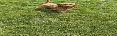 Petite Valentino Mini Goldendoodle 