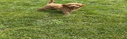 Mini Goldendoodle dogs for sale: Petite Valentino Mini Goldendoodle  - Ad 1