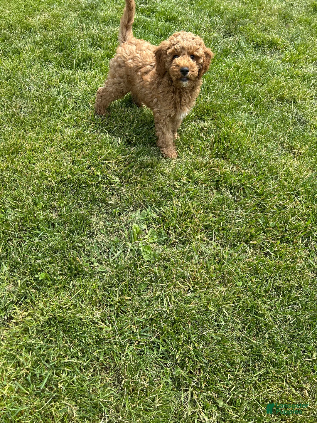 Mini Goldendoodle dogs for sale: Petite Valentino Mini Goldendoodle  - Ad 1