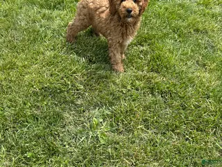 Mini Goldendoodle dogs for sale: Petite Valentino Mini Goldendoodle - Ad 1