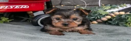 Yorkshire Terrier dogs for sale: Bonnie - Ad 3