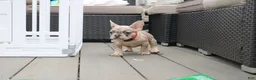 French Bulldog dogs for sale: French Bulldog 1 - Ad 2