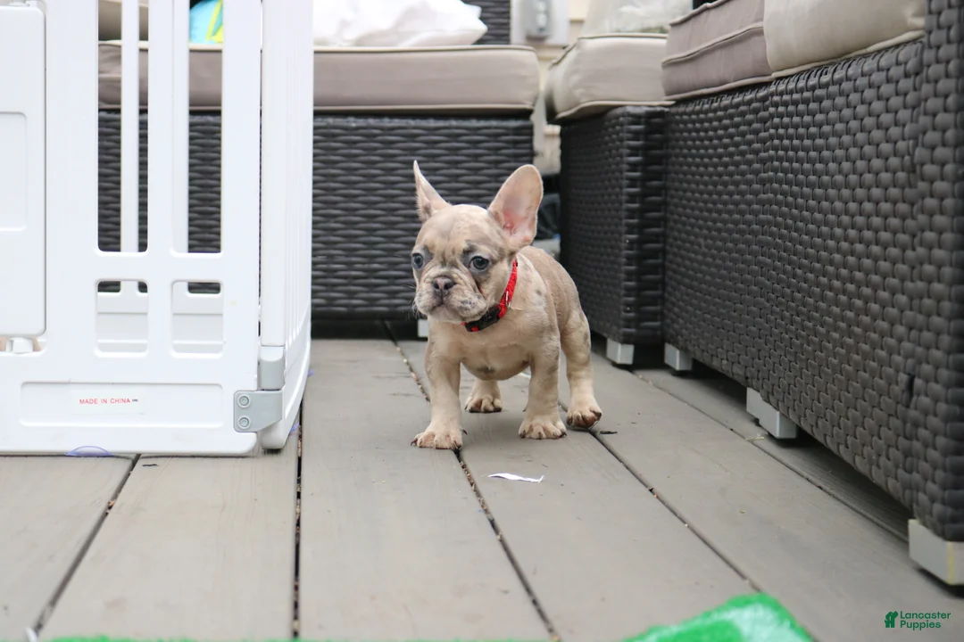 French Bulldog dogs for sale: French Bulldog 1 - Ad 2