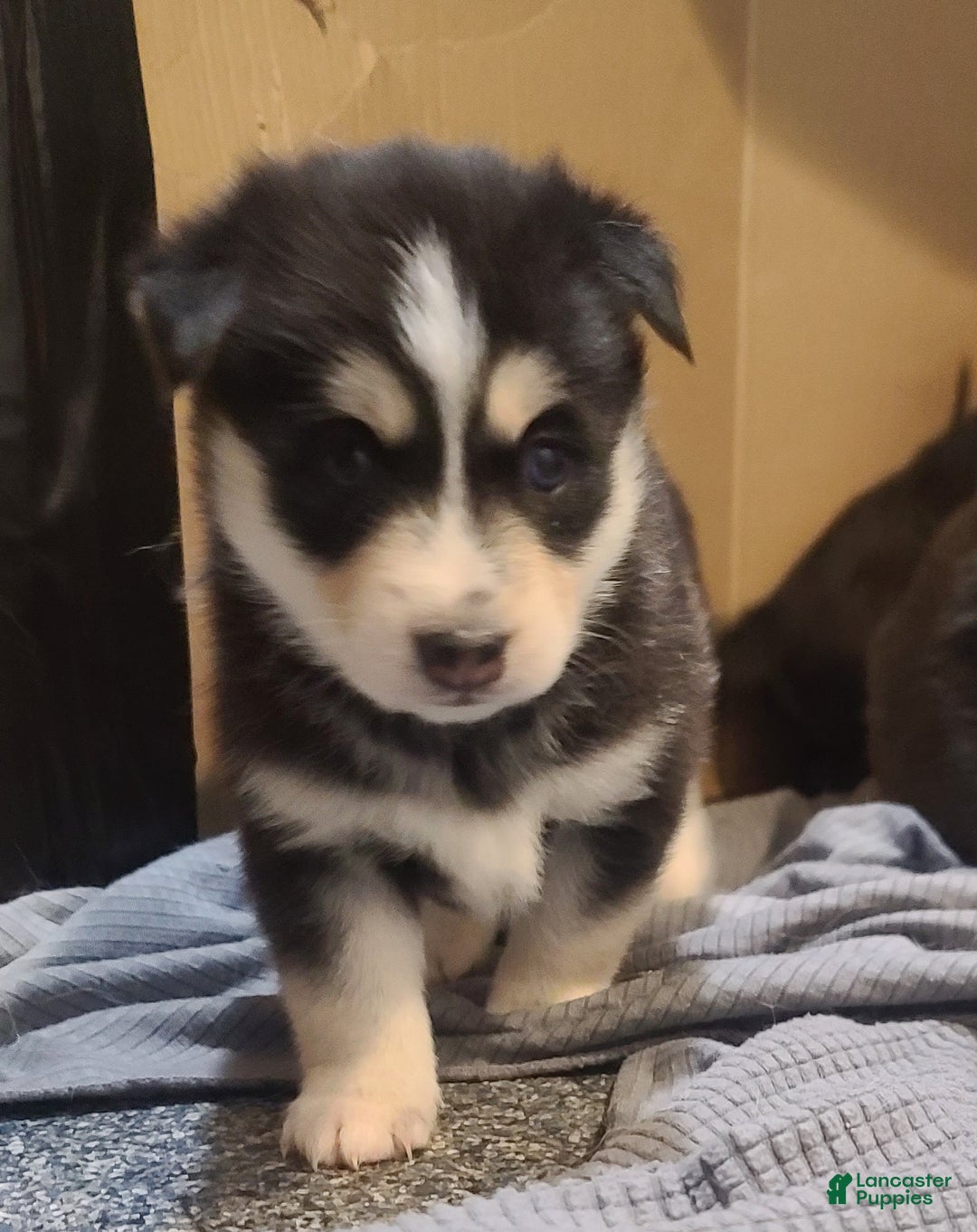 Pomsky dogs for sale: Roxy - Ad 1