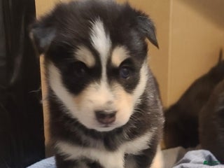 Pomsky dogs Roxy - Ad 33