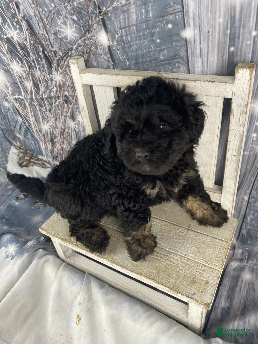 Mini Aussiedoodle dogs for sale: Ilene - Ad 6