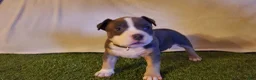 American Bully dogs for sale: American Bully 4 - Ad 6