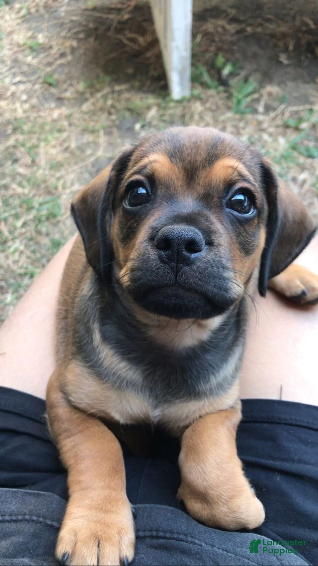 Mixed Breed dogs for sale: Mixed Breed Puppy 2 - Ad 1