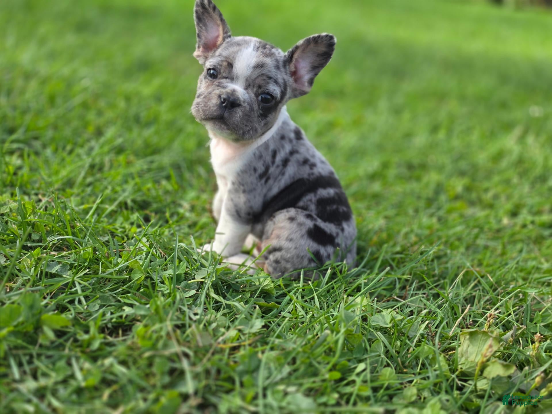 French Bulldog dogs for sale: Spot - Ad 27