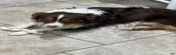 Miniature Australian Shepherd dogs for sale: Miniature Australian Shepherd 1 - Ad 5