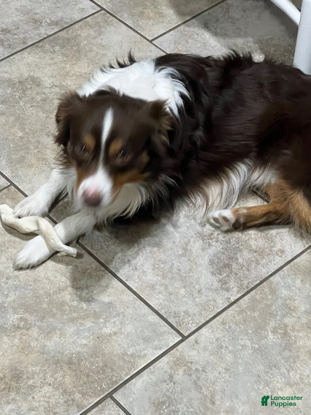 Miniature Australian Shepherd dogs for sale: Miniature Australian Shepherd 1 - Ad 5