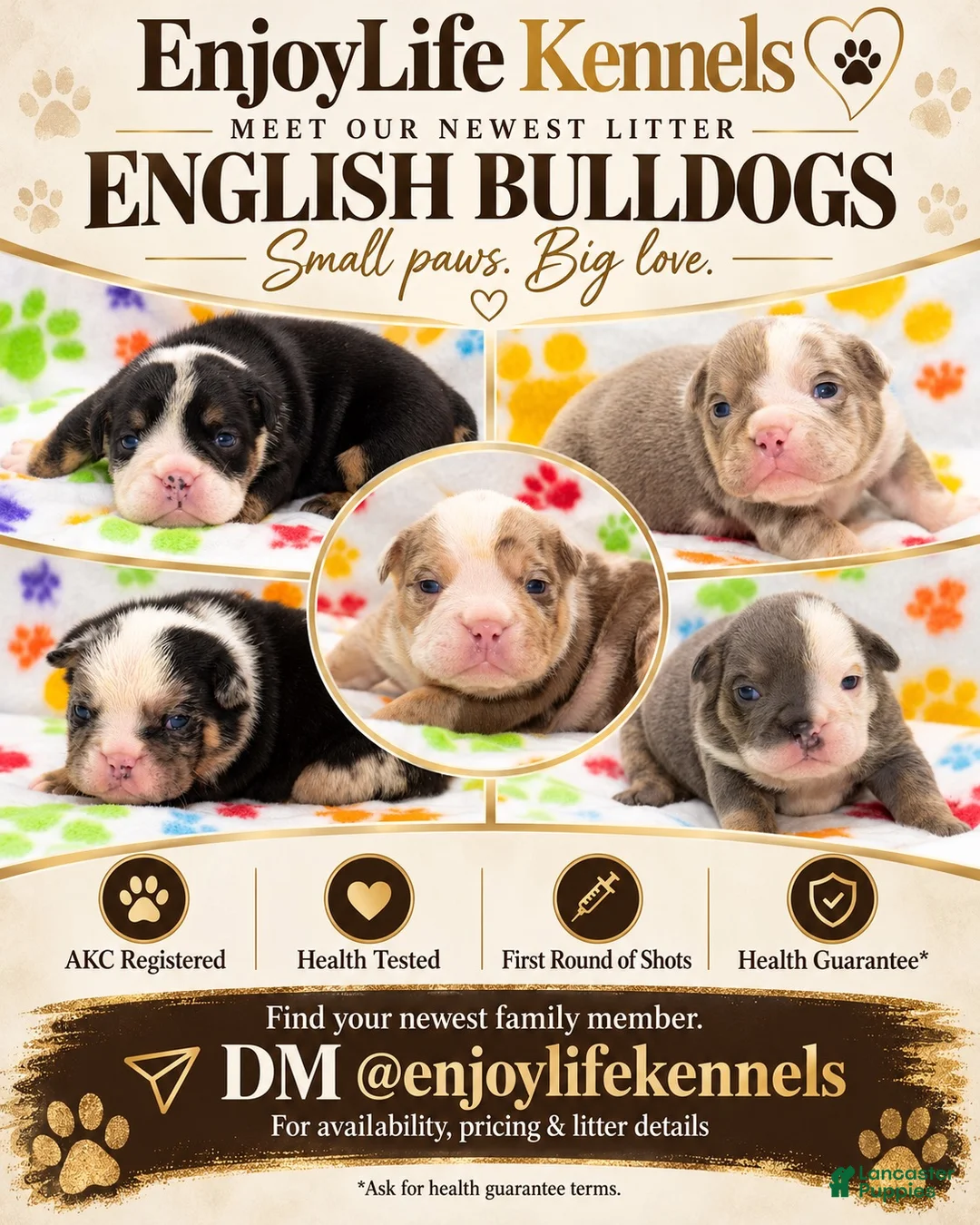 English Bulldog dogs for sale: English Bulldog 6 - Ad 2