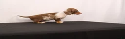 Dachshund dogs for sale: Polly - Ad 5