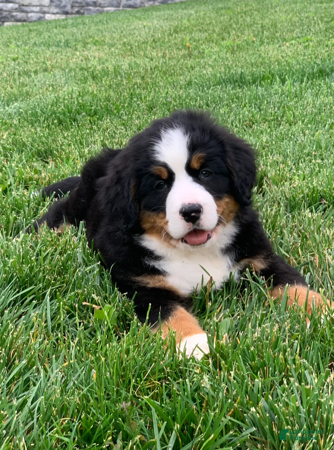 Bernese Mountain Dog dogs for sale: Willow  - Ad 2