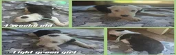 Sheepadoodle dogs for sale: Violet-mint green collar - Ad 3