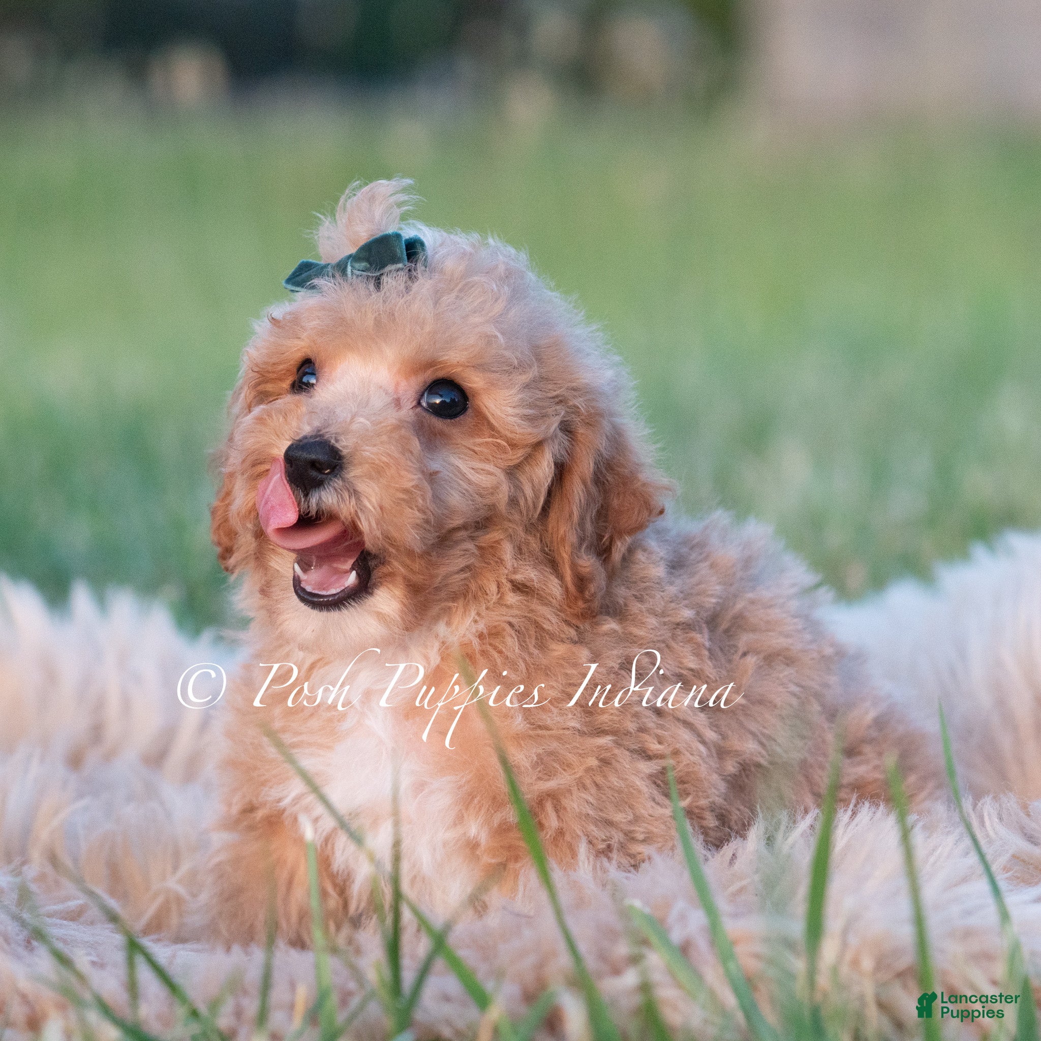 Maltipoo dogs Fig F1B - Ad 32