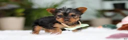 Yorkshire Terrier dogs for sale: Trevor - Ad 6