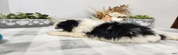 Teddy Bear dogs for sale: Claude - Ad 16