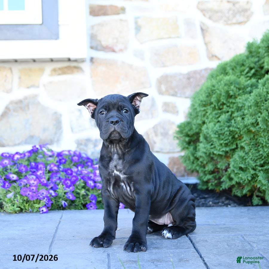 Cane Corso dogs Brandy - Ad 1