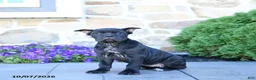 Cane Corso dogs for sale: Brandy - Ad 1