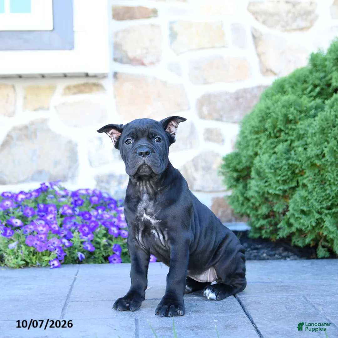 Cane Corso dogs for sale: Brandy - Ad 1