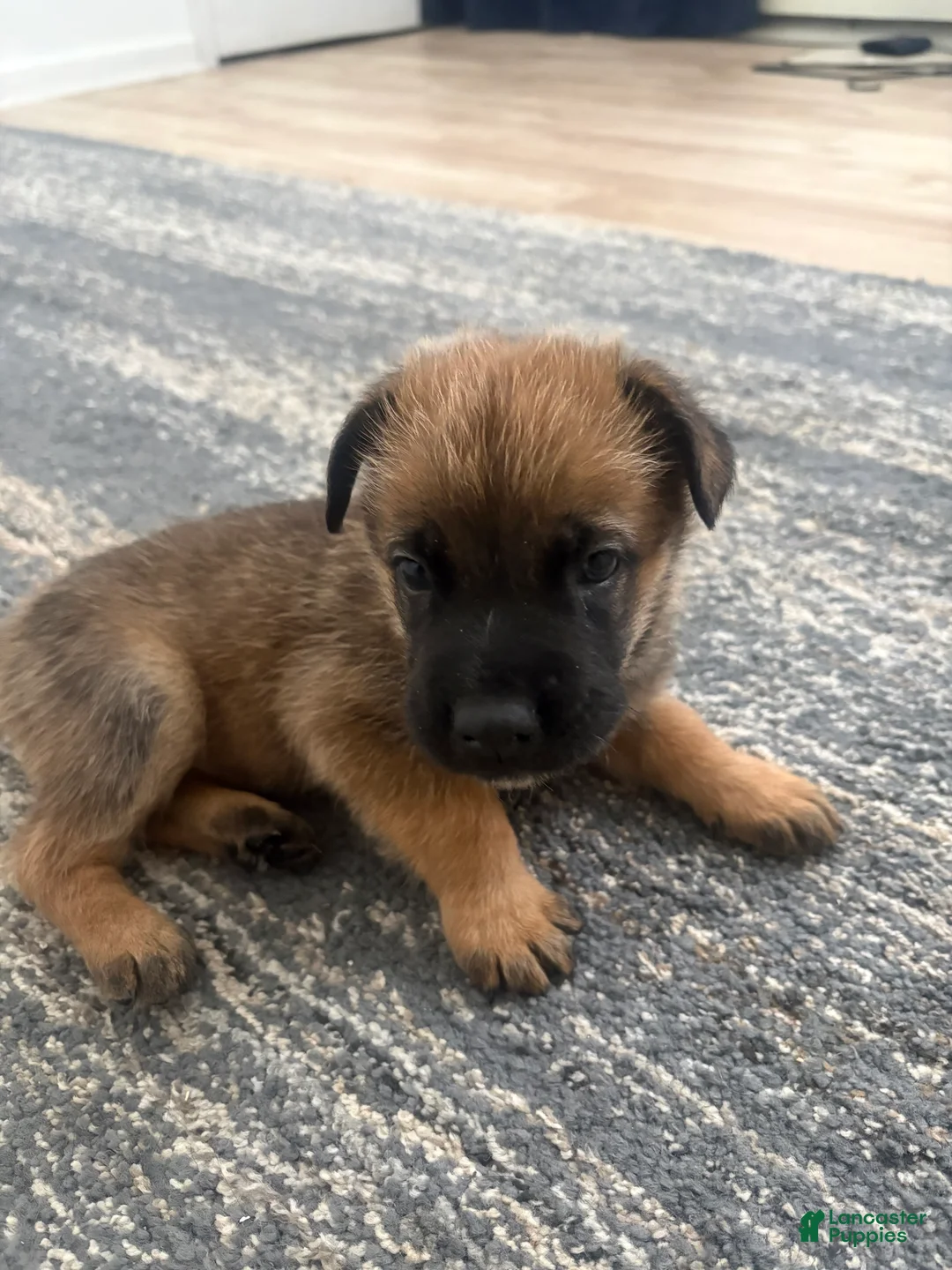 German Shepherd dogs for sale: German Shepherd Puppy 3 - Ad 1