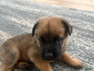 German Shepherd dogs German Shepherd Puppy 3 - Ad 15