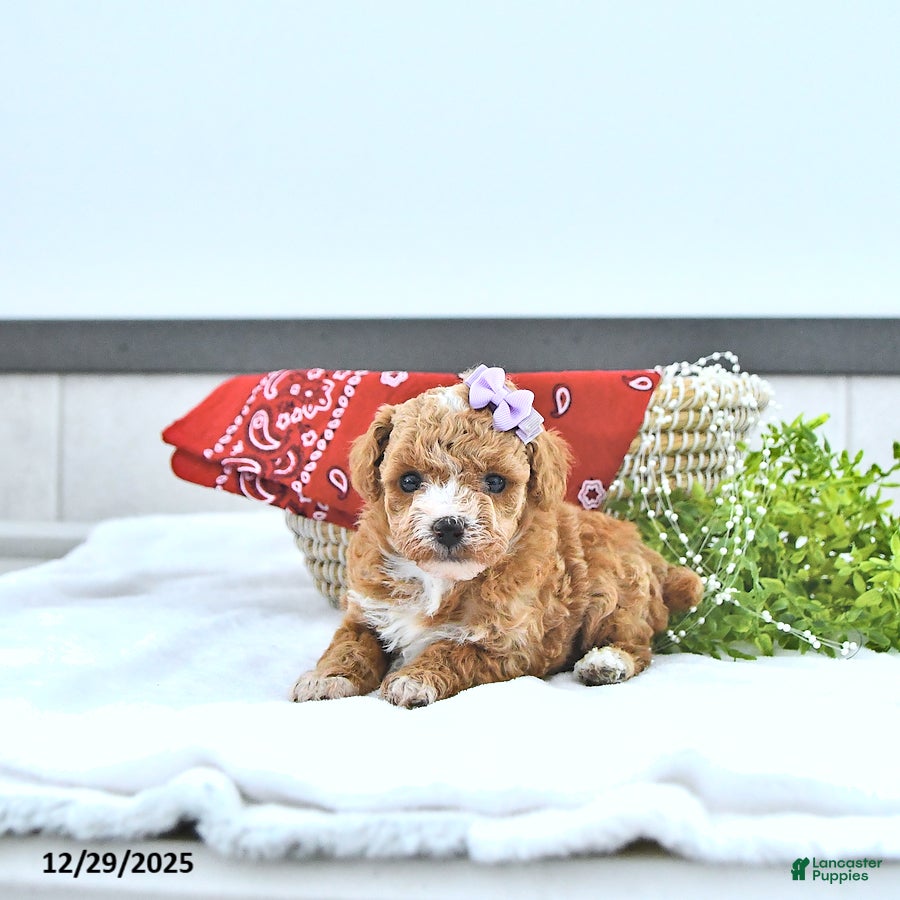 Toy Poodle dogs Hope - Ad 22