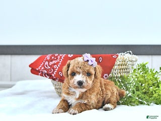 Toy Poodle dogs Hope - Ad 22