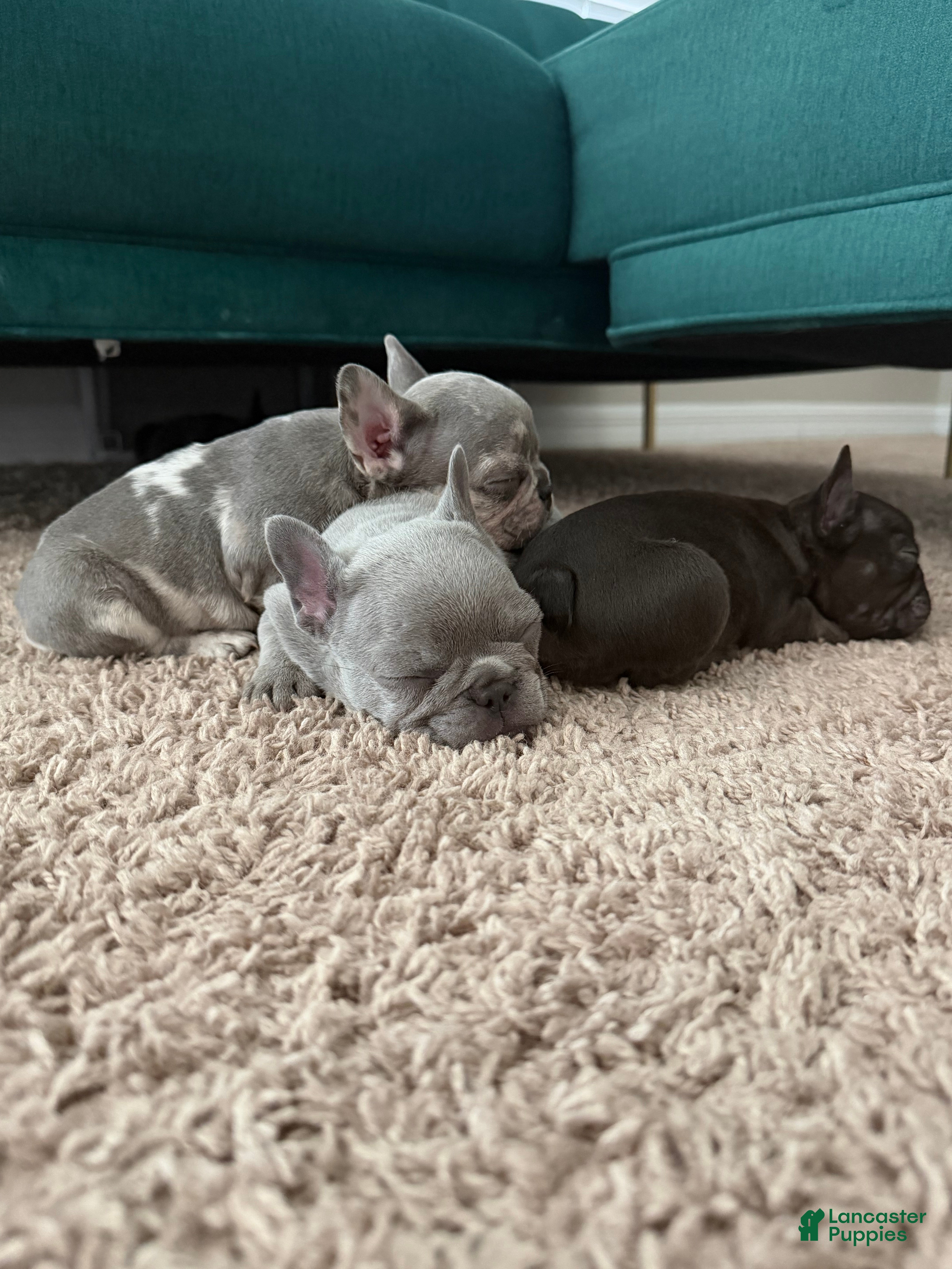 French Bulldog dogs French Bulldog 4 - Ad 1