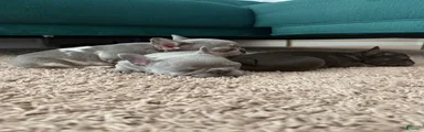 French Bulldog 4