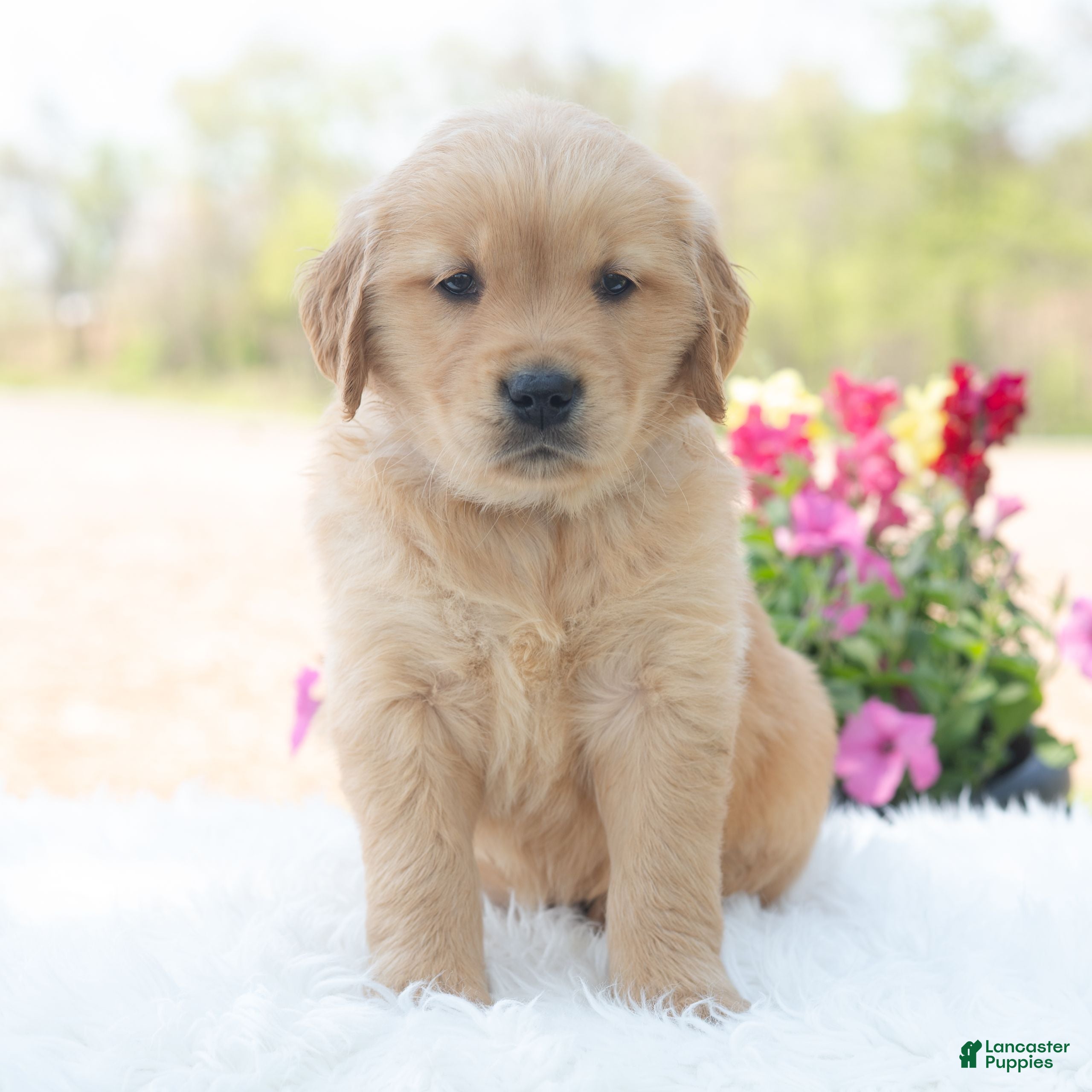 Golden Retriever dogs for sale: Memphis  - Ad 2