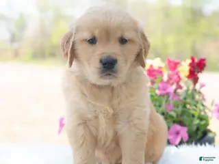 Golden Retriever dogs for sale: Memphis - Ad 2