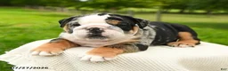 English Bulldog dogs for sale: Meatball - Ad 3