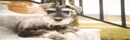 Miniature Schnauzer dogs for sale: Holly - Ad 6