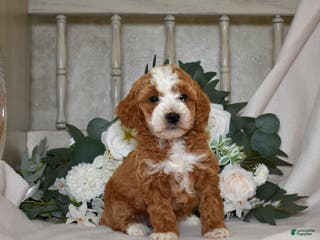 Miniature Poodle dogs Jewel - Ad 14